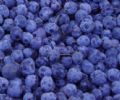 Iqf Wild Blueberry  (Sales6 At Lgberry Dot Com Dot Cn)